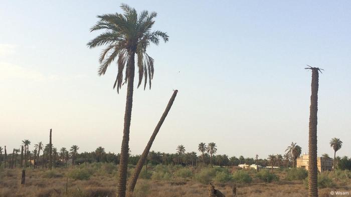Palmen Katastrophe in Irak
