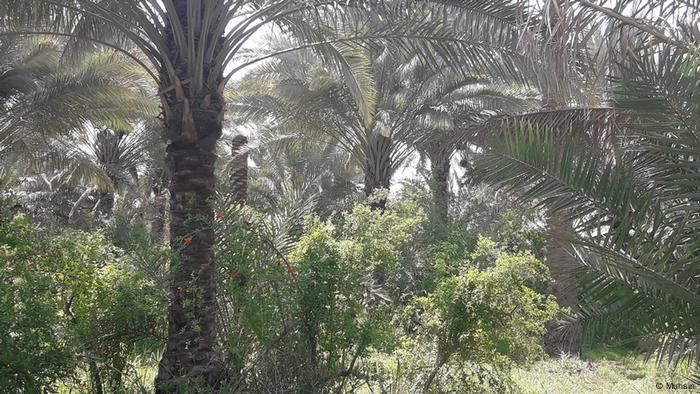 Palmen Katastrophe in Irak (Muhsin)