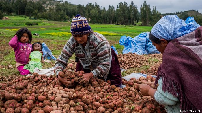 Women harvesting potatoes in Tiraque