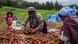 Women harvesting potatoes in Tiraque Women harvesting potatoes in Tiraque