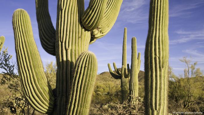 The last drop: how plants survive in the desert | Global ...