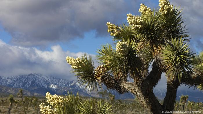 Joshua Trees in California 