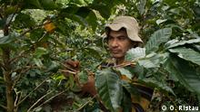 Agricultores nicaragüenses reciben un empujón monetario con el café