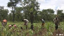 Sambia will Kornkammer der Region werden