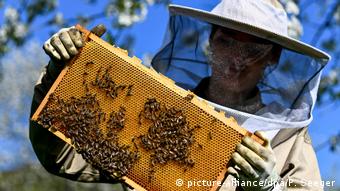 Σημαντική απόφαση για την προστασία των μελισσών αλλά και την υγεία των καταναλωτών