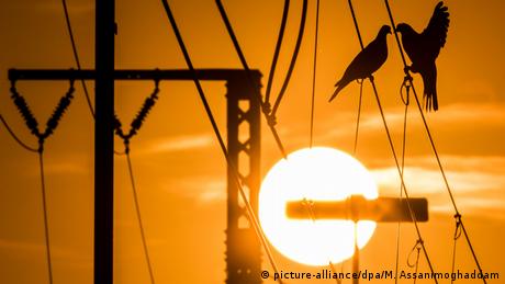 Zwei Tauben sitzen am Abend vor der untergehenden Sonne auf einem Strommast