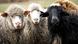 Dokumentarfilm von Oliver Kyr Citizen Animal 2
Dokumentarfilm von Oliver Kyr Citizen Animal 2