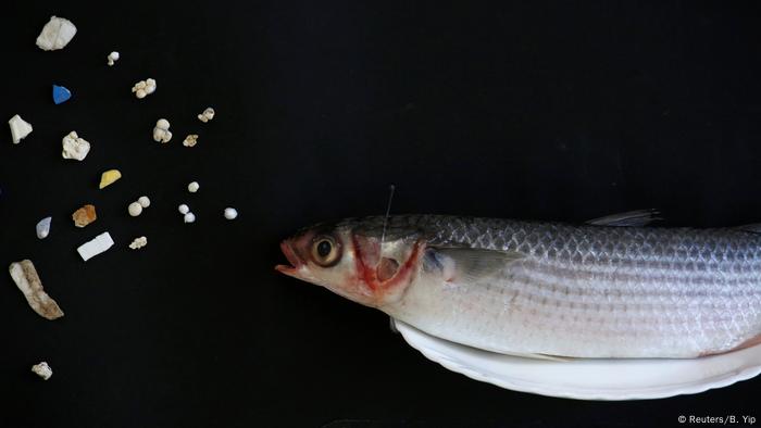 Peixe ao lado de pedaços de plástico encontrados em seu interior