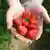 Erste Erdbeeren in Südhessen BdT