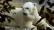Eisbär Inuka Eisbär Inuka