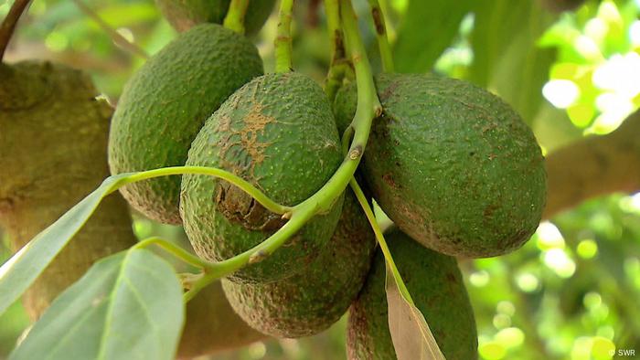 Filmstill Avocado - Superfood und Umweltkiller