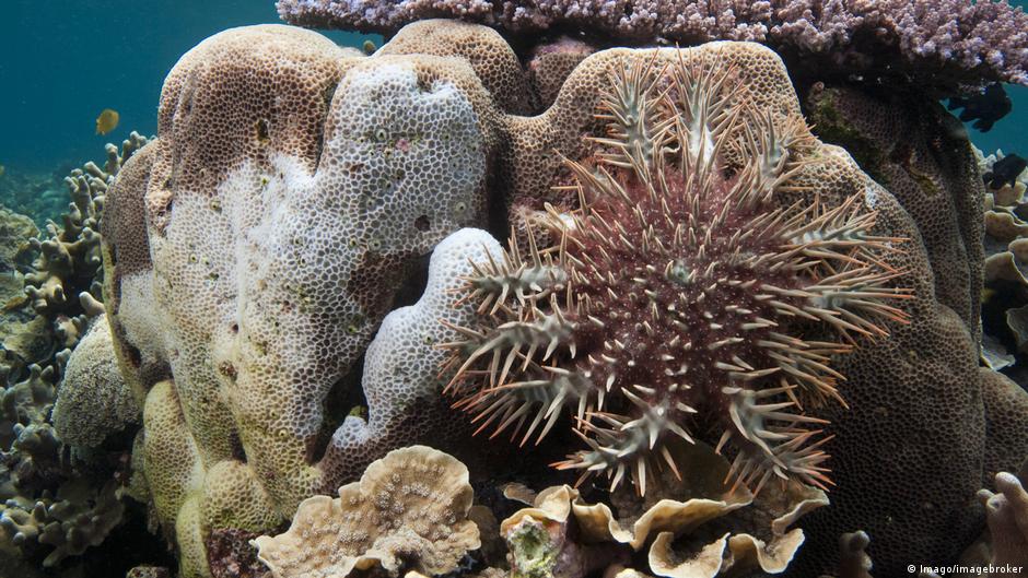 Terumbu Karang Terbesar Eropa Jadi Tempat Penelitian Iptek Laporan Seputar Sains Dan Teknologi Dan Lingkungan Dw 26 06 2021