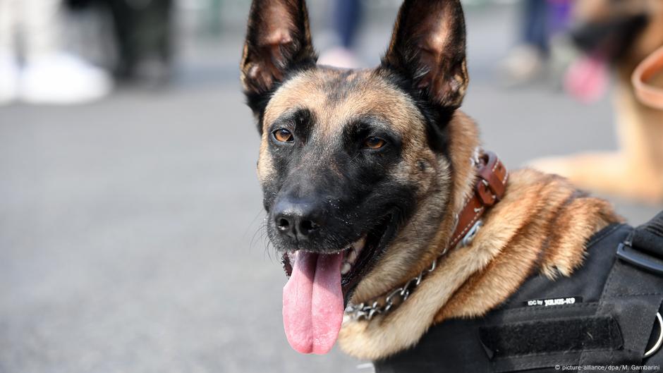 breeds of sniffer dogs