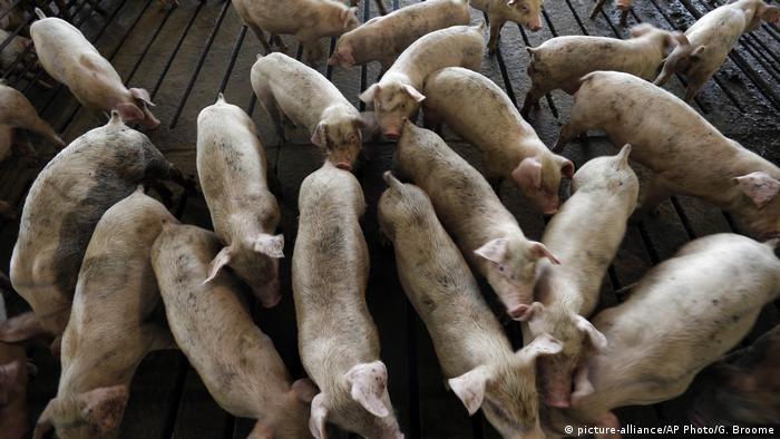 Pigs (picture-alliance/AP Photo/G. Broome)