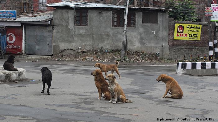 В Индия има близо 35 милиона бездомни кучета - повече, отколкото