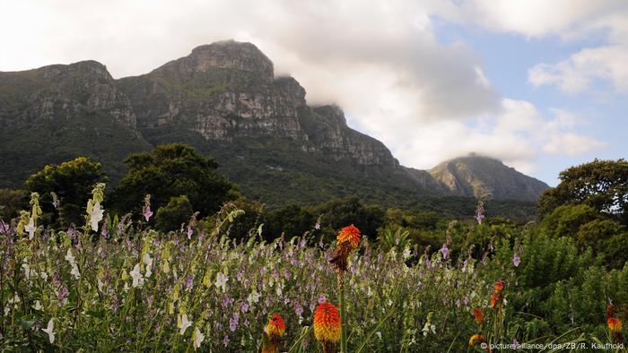 52+ Die Schönsten Botanischen Gärten Der Welt Dw, Endlose wälder,