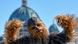 Chewbacca vists Berlin Chewbacca vists Berlin