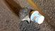 Hedgehog with its head in a plastic cup in Bavaria Hedgehog with its head in a plastic cup in Bavaria