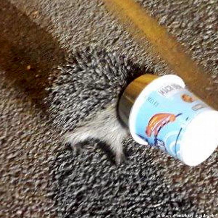Hedgehog sticks head in plastic cup, police respond