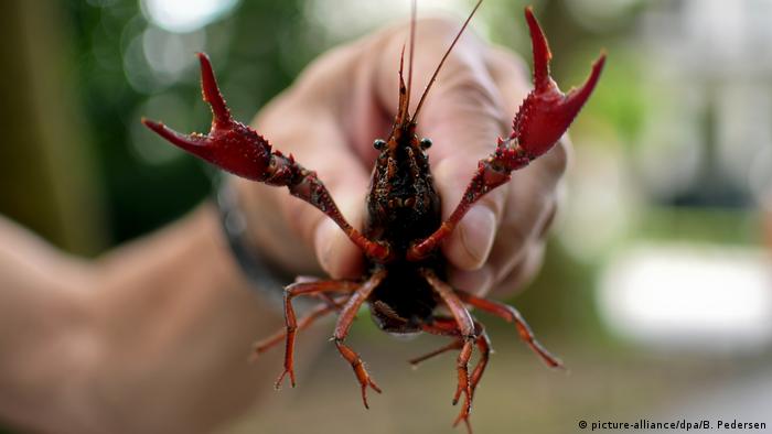Hand holding crayfish