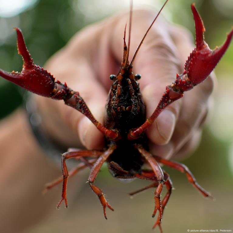 Field  Crayfish alert at Žumberak Mountains