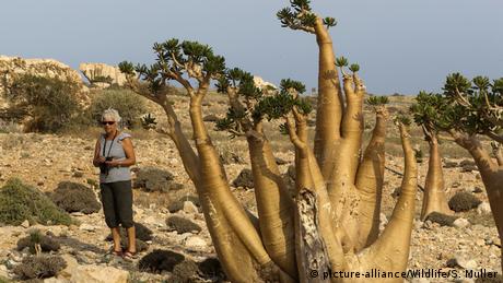 Jemen Insel Sokotra Wüstenrose (picture-alliance/Wildlife/S. Muller)