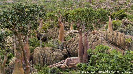 Jemen Insel Sokotra Wüstenrose (picture-alliance/blickwinkel/U. Katz)