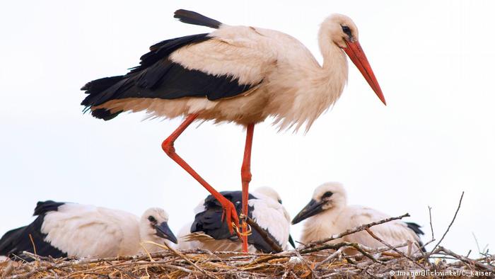 A stork with its three babies in a nest