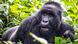 Mountain gorilla in Virunga National Park Mountain gorilla in Virunga National Park