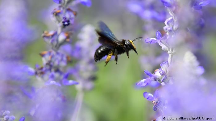 El 40% de las 560 especies de abejas salvajes nativas de Alemania están en peligro de extinción. Para sobrevivir necesitan materiales de construcción como arcilla, arena, tierra, viruta de madera, restos vegetales. Sitios de anidación en suelos arenosos, en madera muerta o tallos lignificados - en lugares soleados y secos. Y un extenso buffet de plantas con flores sin llenar de marzo a septiembre.