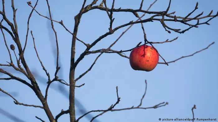 Sturmerprobt Apfel an einem Baum (picture-alliance/dpa/F.Rumpenhorst)