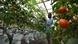 A man works in a hydroponic tomatoes farm in Bingerville, Ivory Coast A man works in a hydroponic tomatoes farm in Bingerville, Ivory Coast