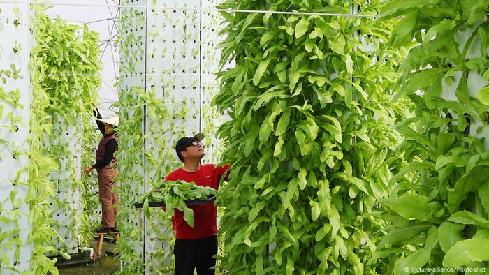 Feeding The World Of The Future Is Hydroponics The Answer All Media Content Dw 18 05 2018