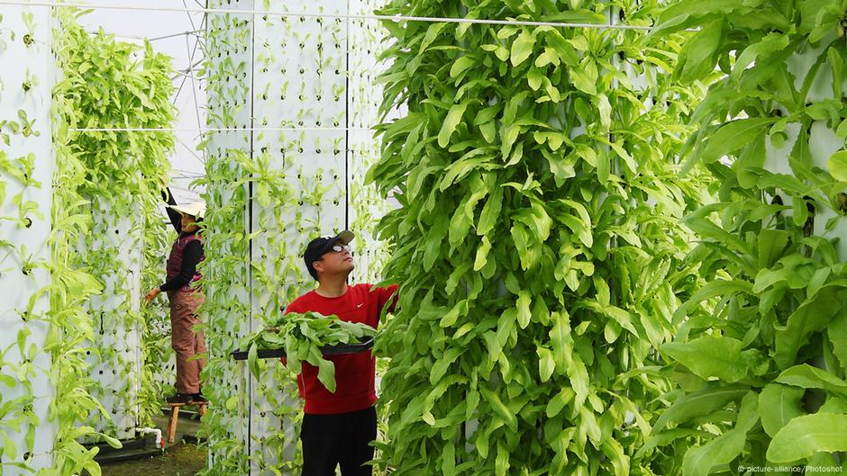 Feeding the world of the future: is hydroponics the answer? โ DW โ 05 ... Biology Diagrams