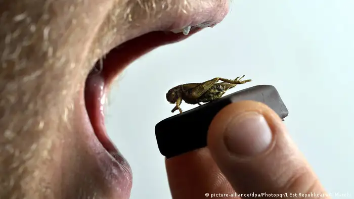 Insektenschokolade von Sylvain Musquar (picture-alliance/dpa/Photopqr/L'Est Republicain/A. Marchi)