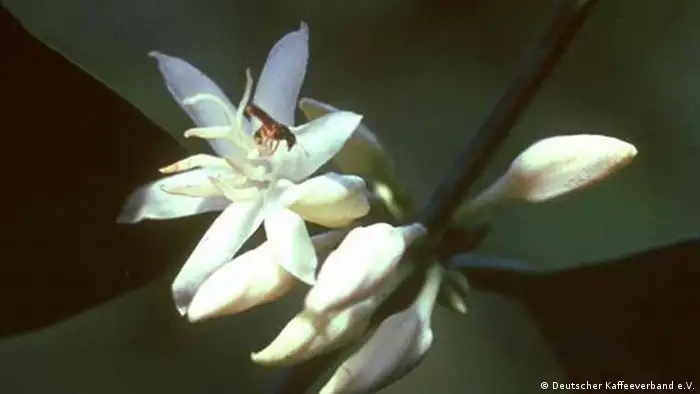 Biene auf Kaffeestrauch (Deutscher Kaffeeverband e.V.)