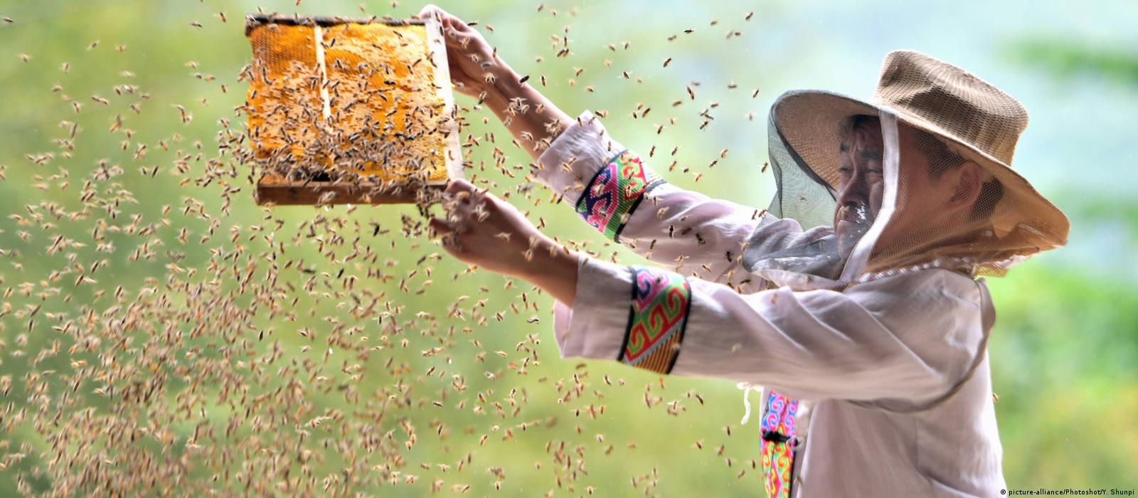 Bee deaths rose last year, so farmers are working harder to