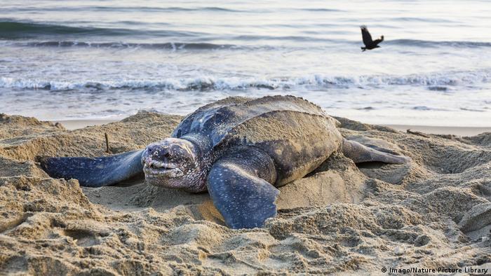 A leatherback sea turtle makes a nest on the beach