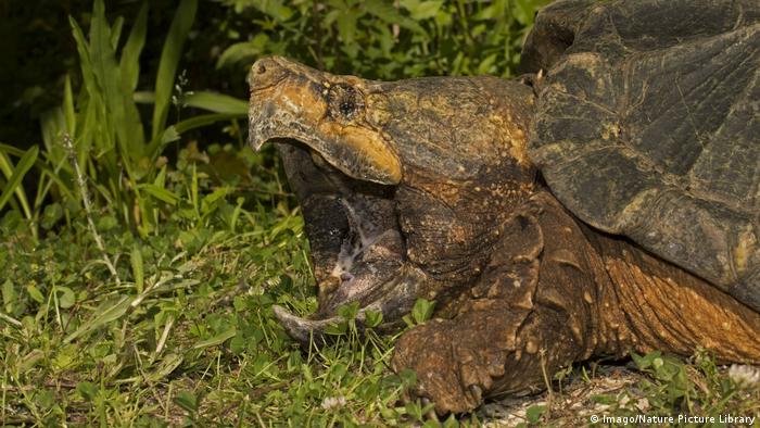 A snapping alligator snapping turtle sits on the grass with its jaws open
