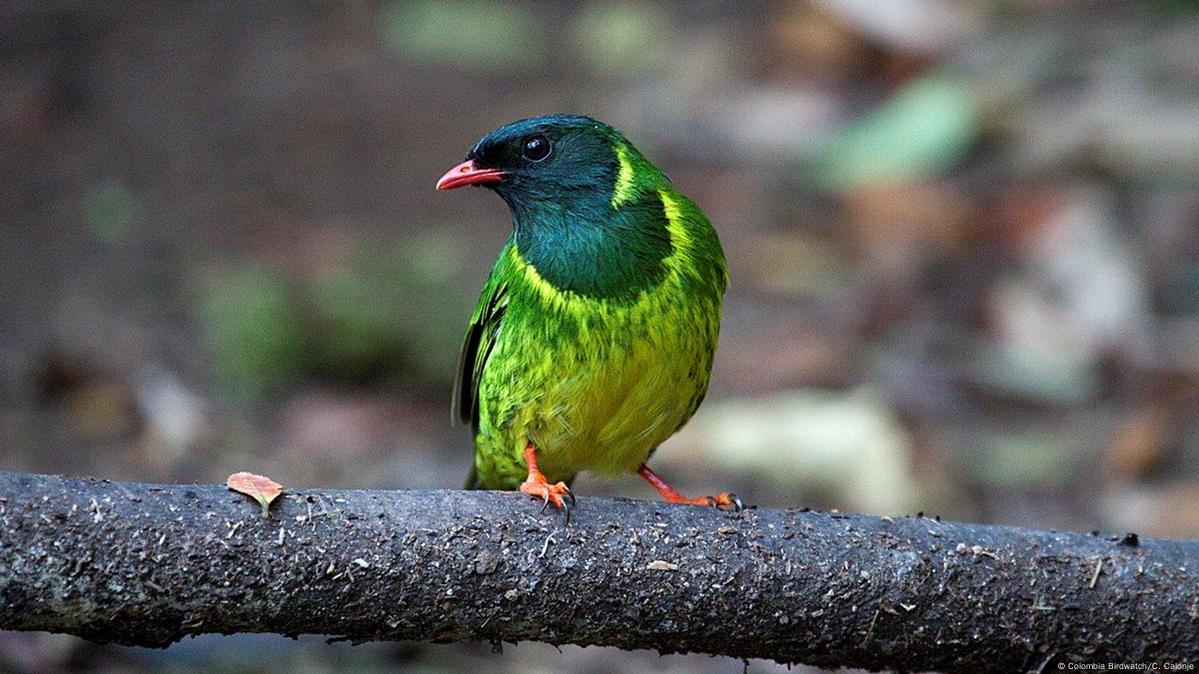 can a barbet live in colombia