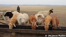 In der Mongolei wird das Weideland knapp