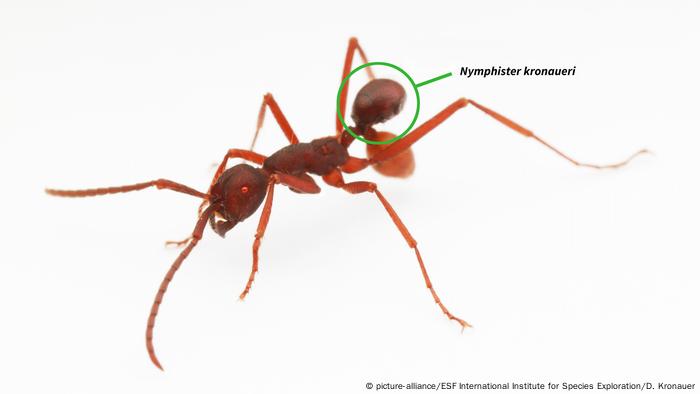 10 neue Spezies Käfer Nymphister kronaueri (picture-alliance/ESF International Institute for Species Exploration/D. Kronauer)