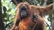 10 neue Spezies Indonesia Orang Utan 10 neue Spezies Indonesia Orang Utan