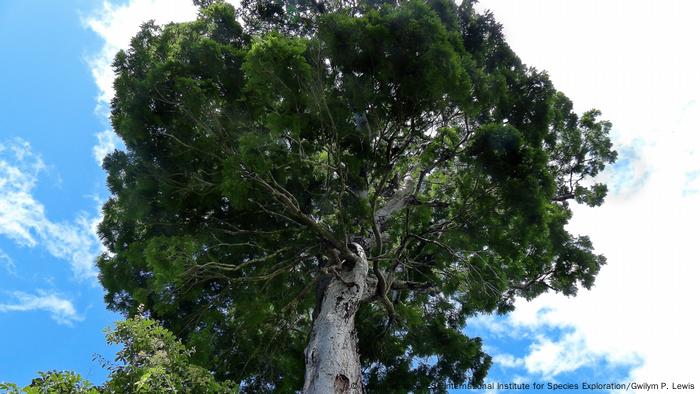 10 neue Spezies Baum Dinizia jueirana-facao (picture-alliance/ESF International Institute for Species Exploration/Gwilym P. Lewis)
