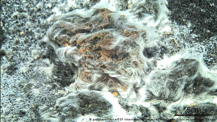 10 neue Spezies Vulkan-Bakterium «Thiolava veneris» (picture-alliance/ESF International Institute for Species Exploration/Miquel Canals)