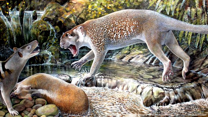 10 neue Spezies Beutelöwe «Wakaleo schouteni» (picture-alliance/ESF International Institute for Species Exploration/Peter Schouten)