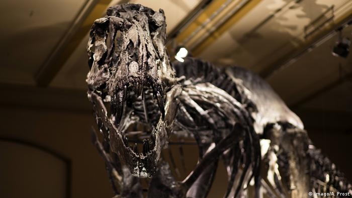 Berliner Naturkundemuseum Skelett eines Tyrannosaurus Rex (Imago/A. Prost)