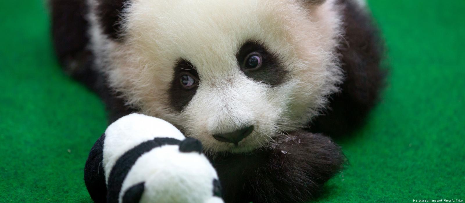 Baby panda makes public debut at Malaysia zoo – DW – 05/26/2018