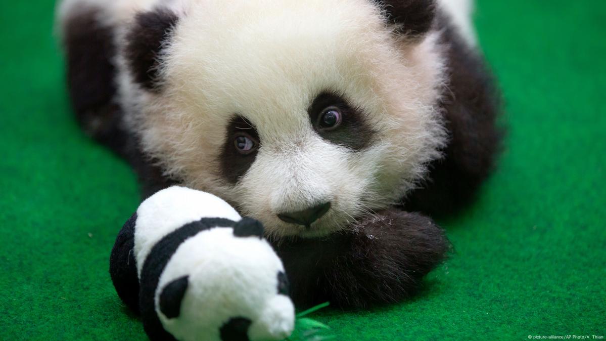 cute baby panda playing