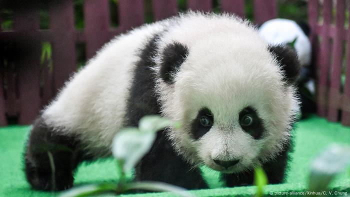 Baby Panda Makes Public Debut At Malaysia Zoo News Dw 26 05 18